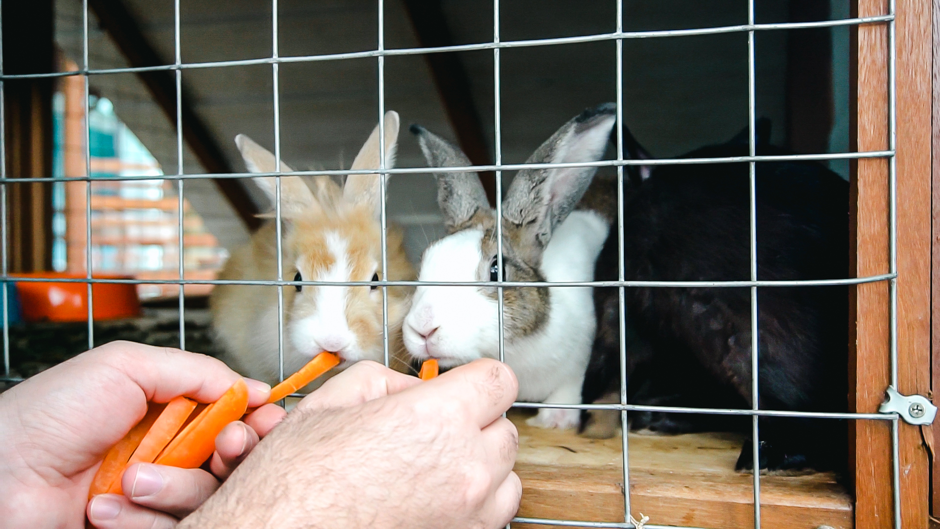 C0120.MP4.11_29_48_31.Still006