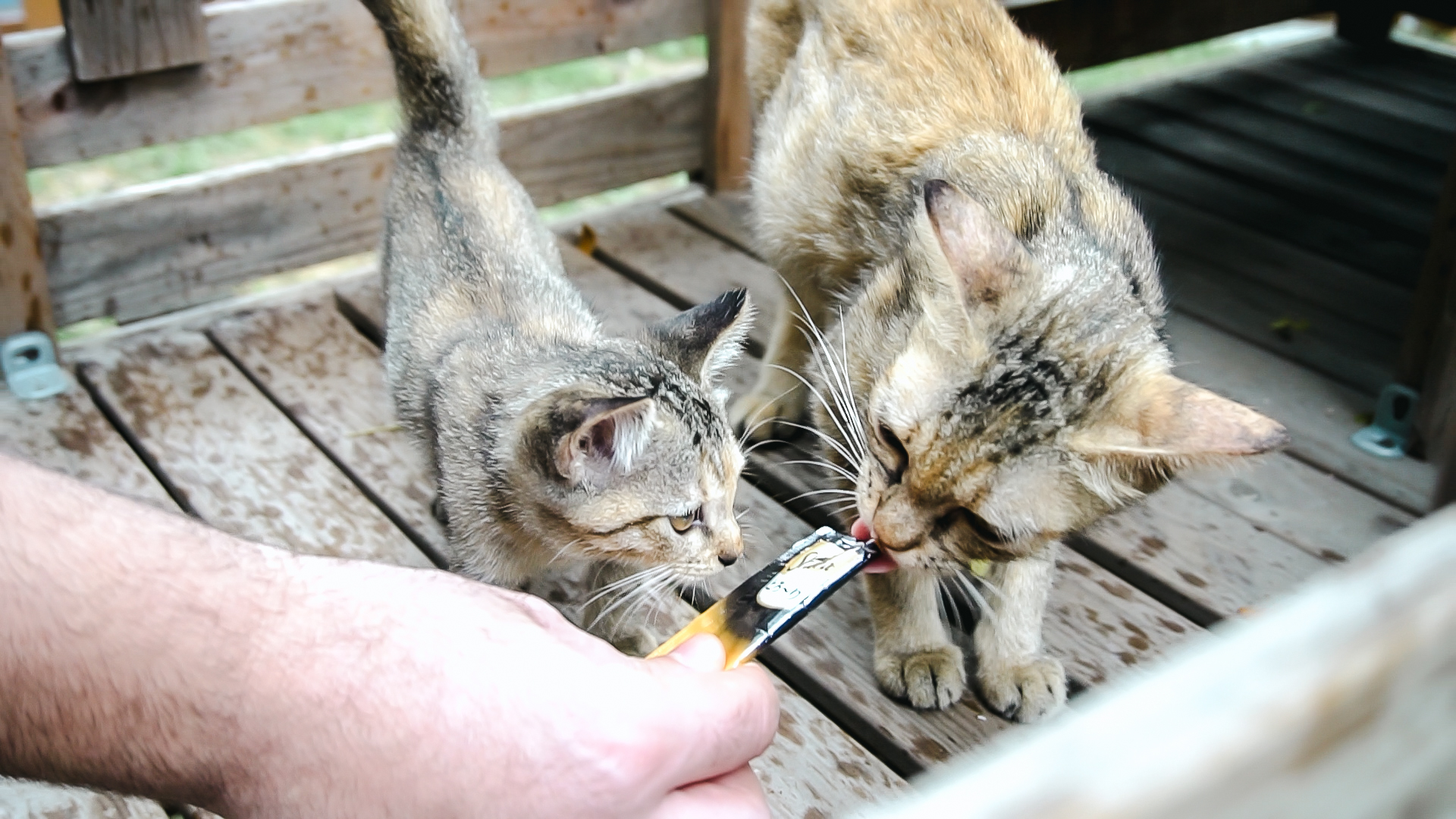 C0124.MP4.11_32_31_17.Still002